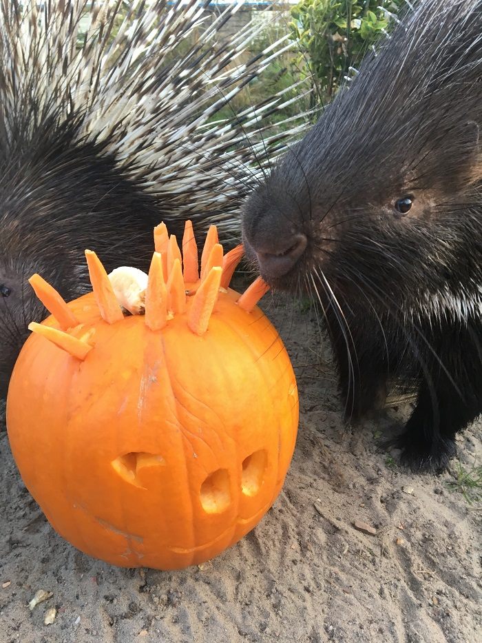 The porcupines soon got tucked into... - Five Sisters Zoo