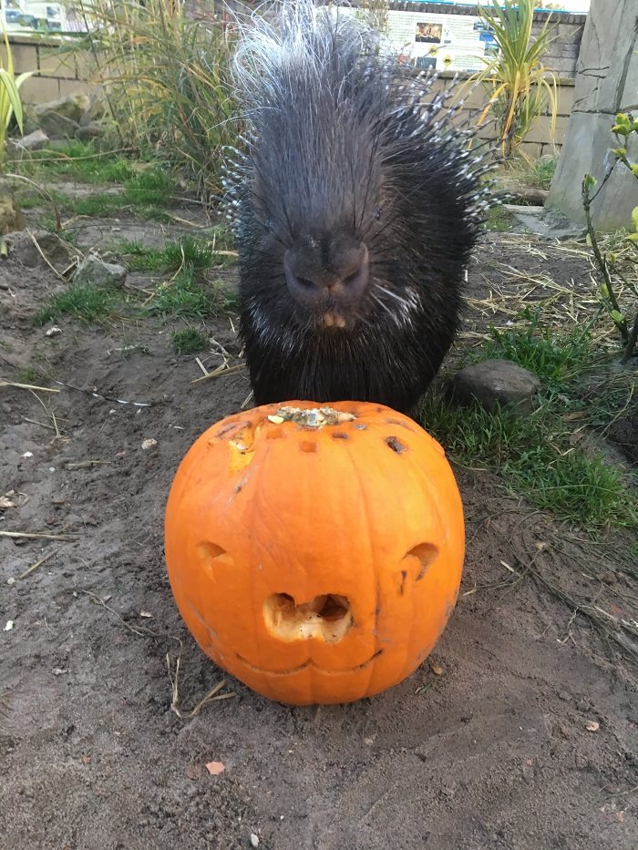 The porcupines soon got tucked into... - Five Sisters Zoo
