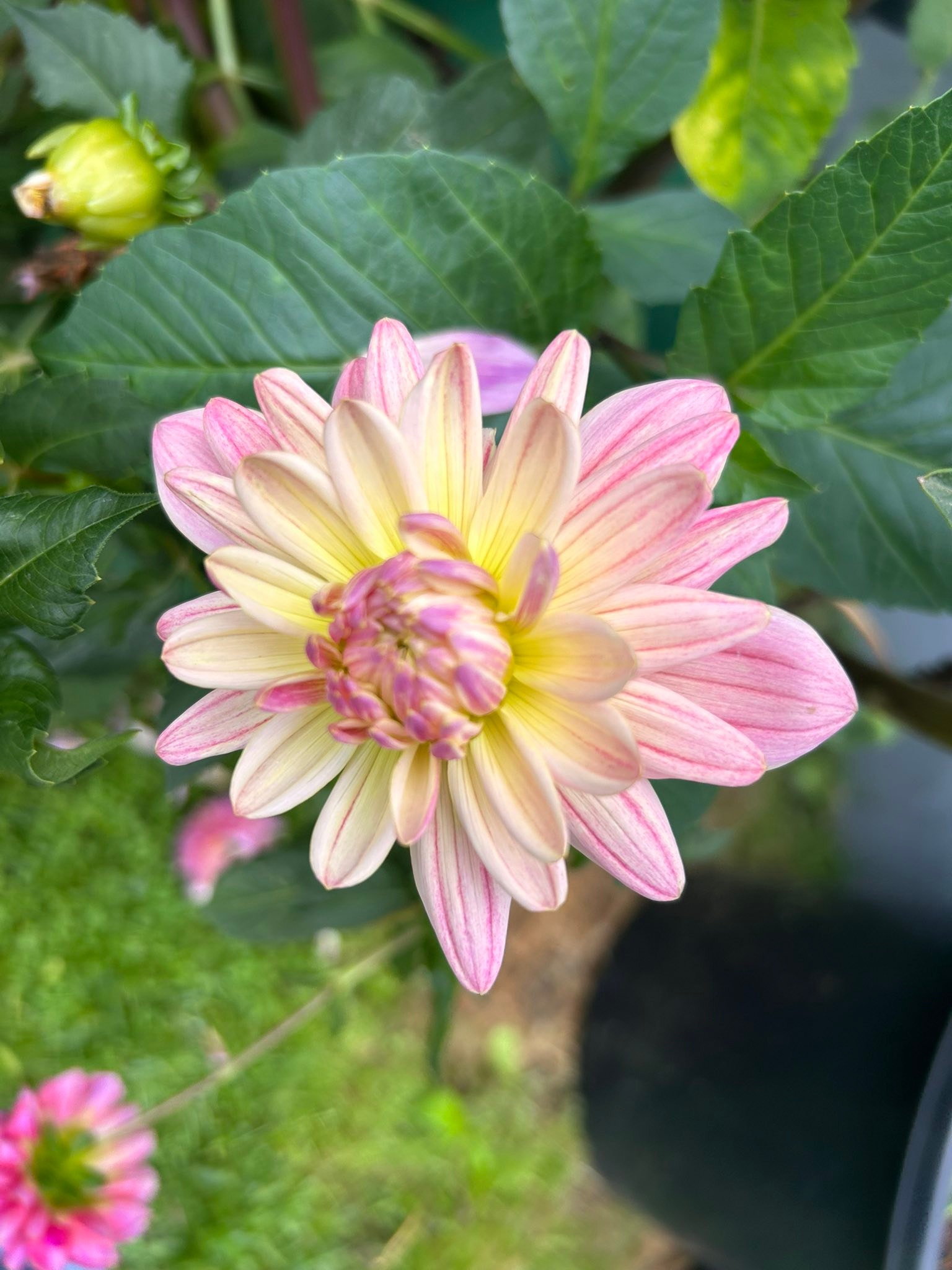 Does anyone know the names of these dahlias?