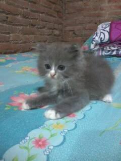 Jepara Meong Family