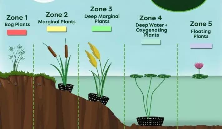 Baytree Hilgay - New range of marginal pond plants arrived...