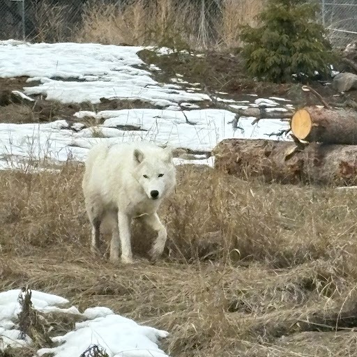 Edmonton Valley Zoo - We are PAWSitivly over the moon! Our new Arctic ...