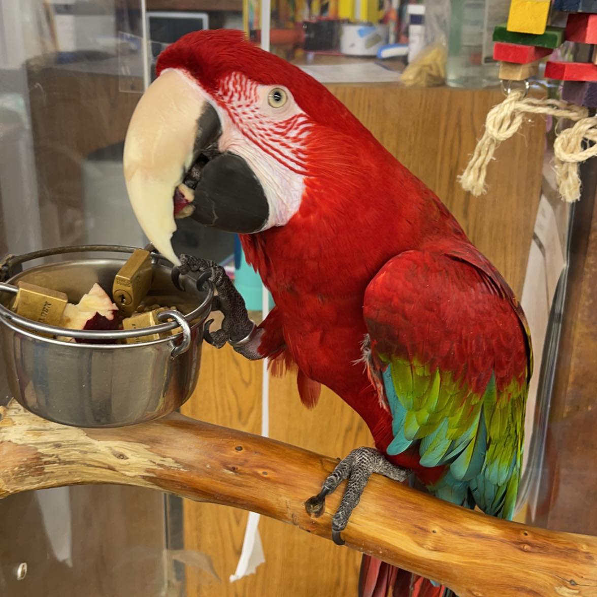 🎉 A NEW CHAPTER FOR EXOTIC... - Exotic Pets- Billings, MT | Facebook