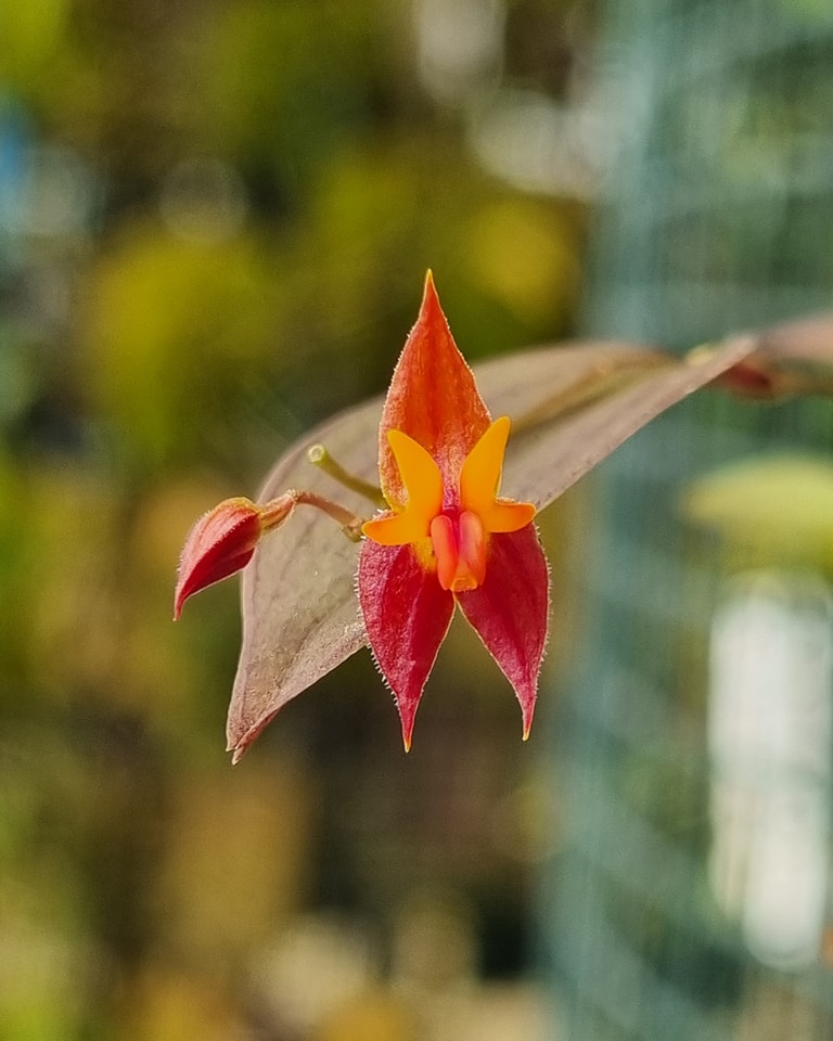Lepanthes aculeata, with the marvelous underside of the leaves.