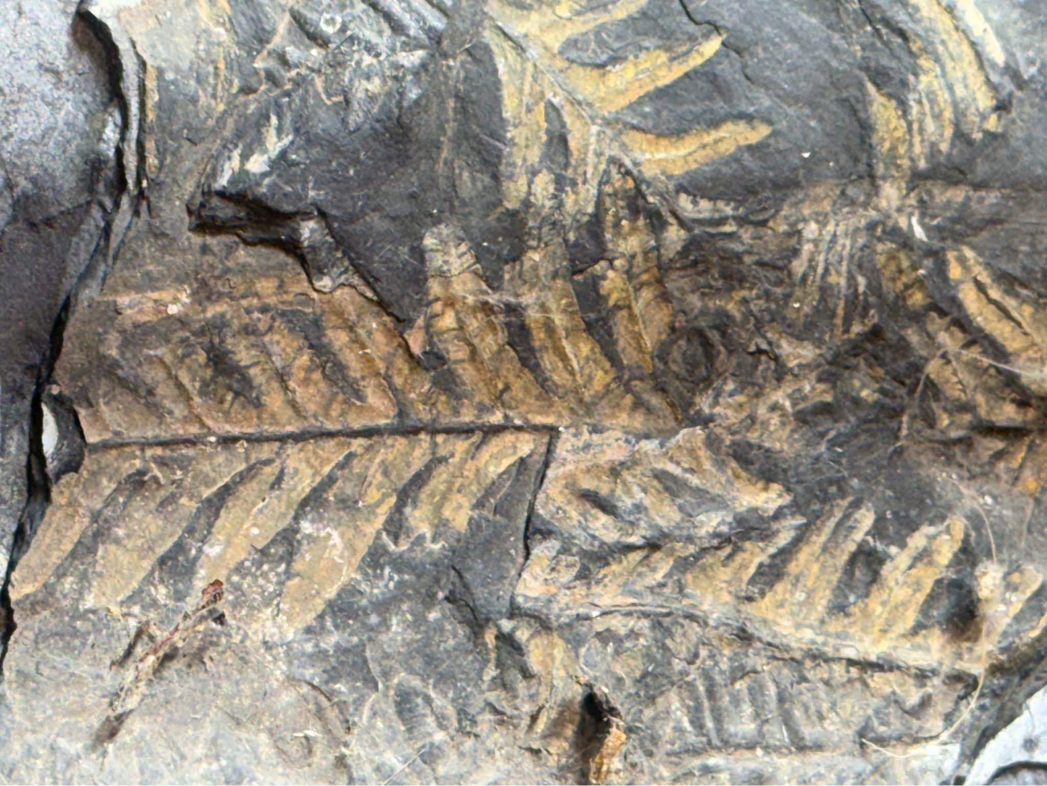 Big Fern Fossil Rock Slab - Rocks, Fossils & Minerals - Cleveland, Ohio ...