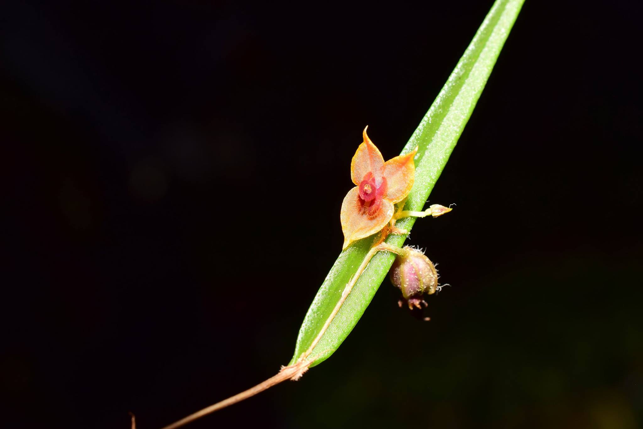 Lepanthes aculeata, with the marvelous underside of the leaves.