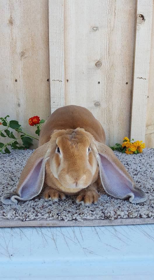 Orchard's Edge Rabbitry