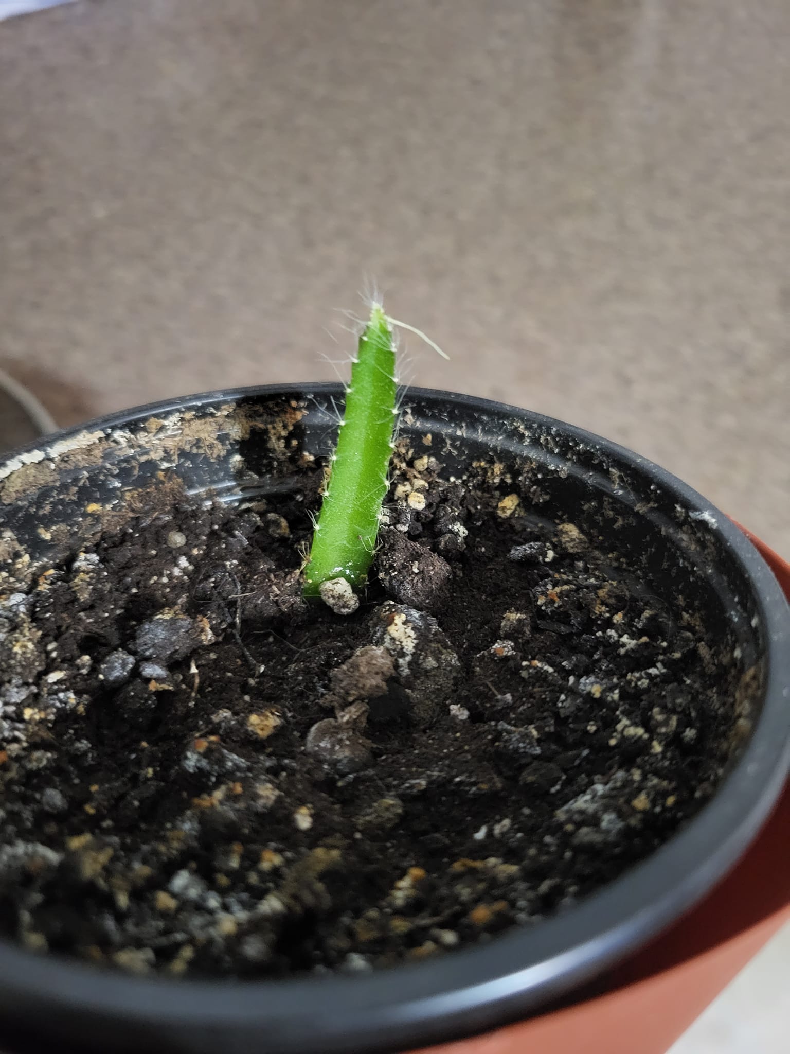 Is this a root coming out of the top of a dragonfruit cactus?