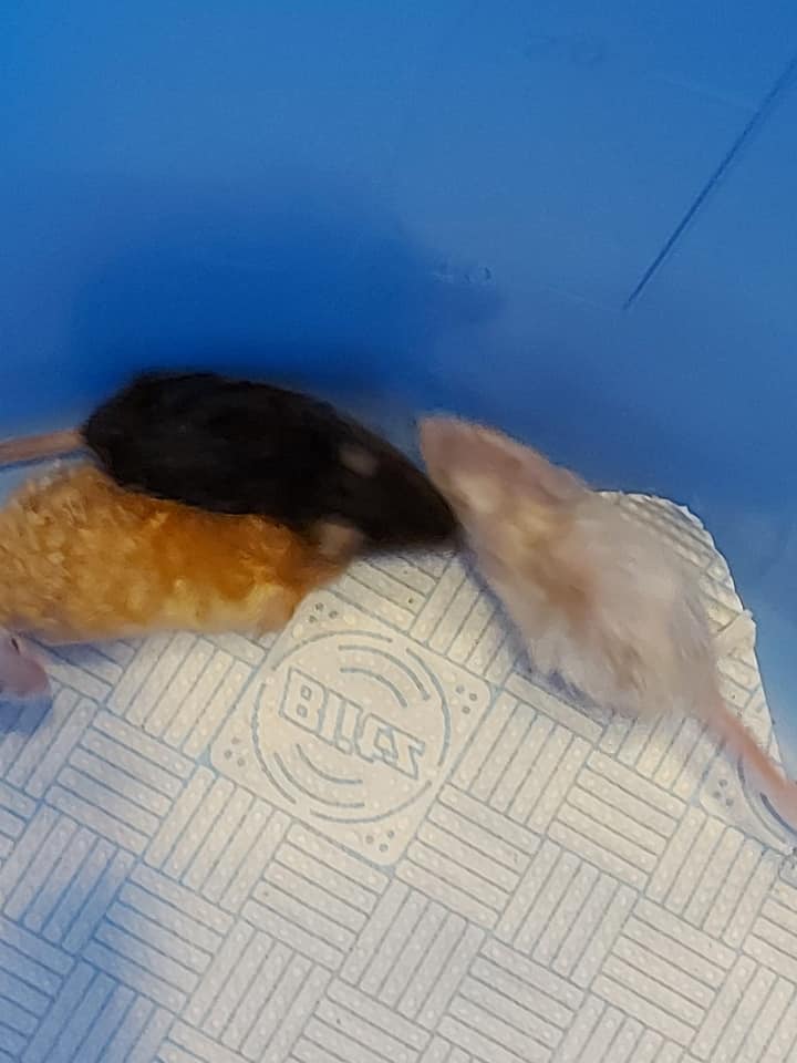 Mimi's Rodent Rescue