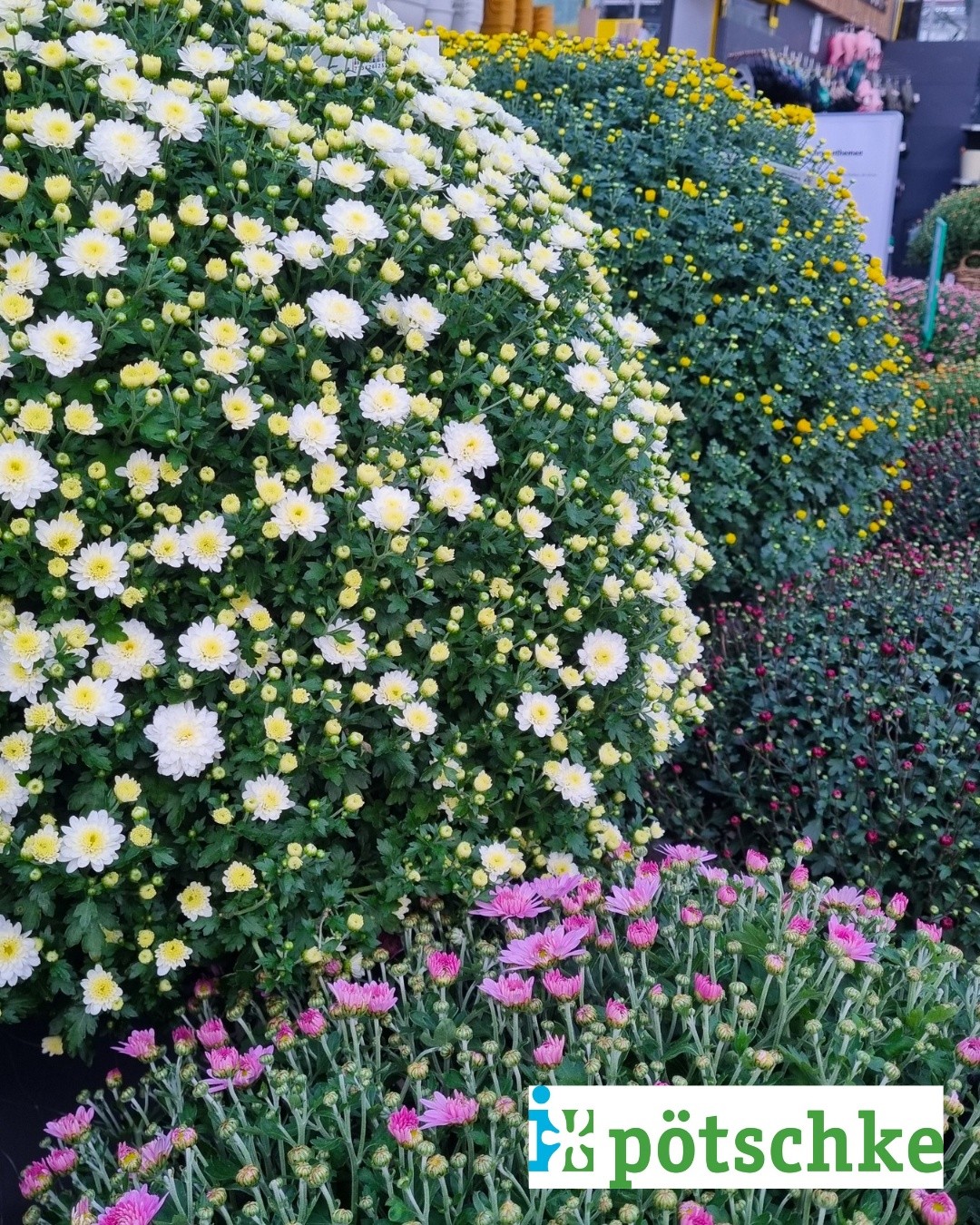 🌸 Chrysanthemen gehören zum Herbst einfach dazu, oder? 🍂 Bei uns findest du sie in verschiedenen Größen – aber wie wäre es dieses Jahr mit einem Chrysanthemenbusch in XXL? 😍🌸 Ein echter