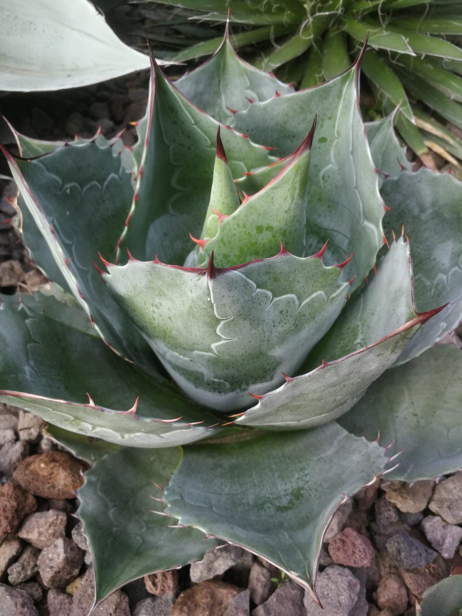 Agave parrasana 'Impressionist' 290