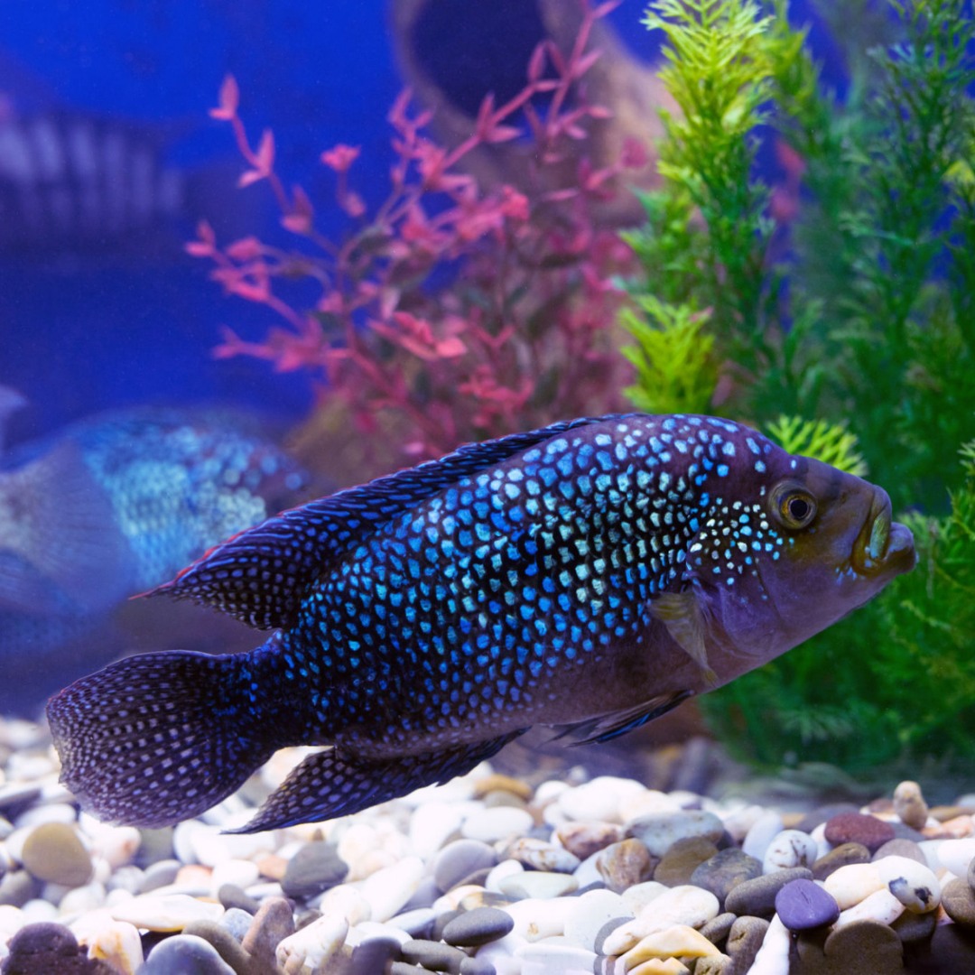 FluffyDude - The Jack Dempsey fish is one of the most popular aquarium ...