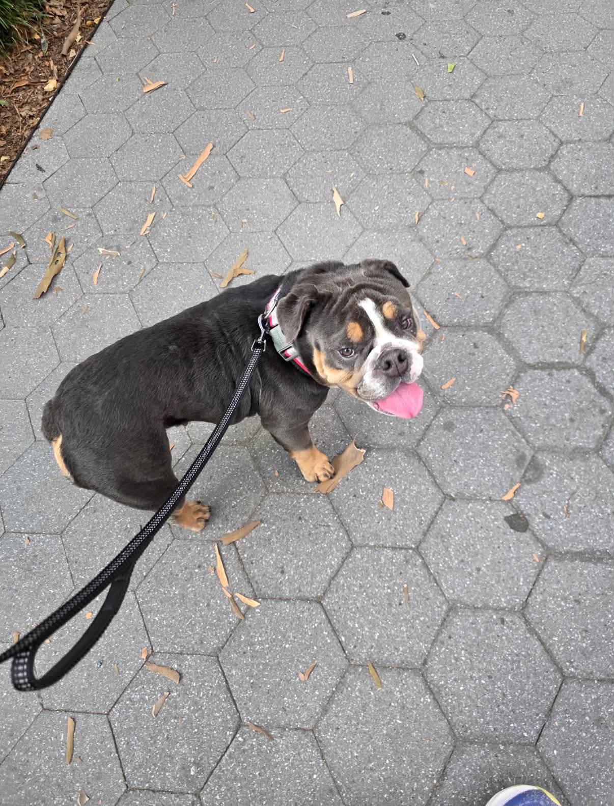 Missing dogs Dinky and Auggie last seen near Christopher Columbus