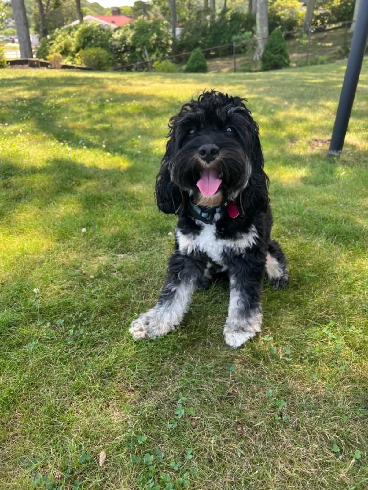 Missing dogs Dinky and Auggie last seen near Christopher Columbus
