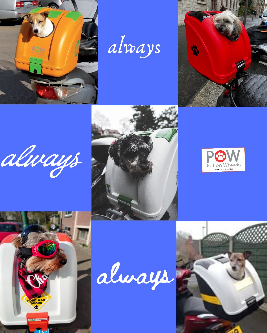 POW - Pet On Wheels (@POW.petonwheels) • Facebook