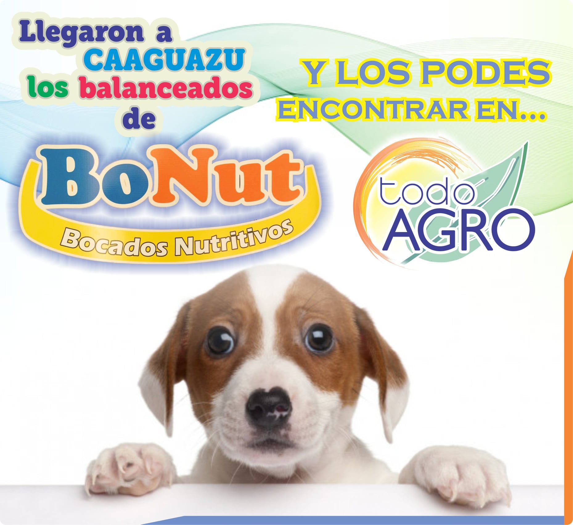 TODO - ‼ LL E G A R O N ‼ ALIMENTO BALANCEADO Para Perros #BoNut