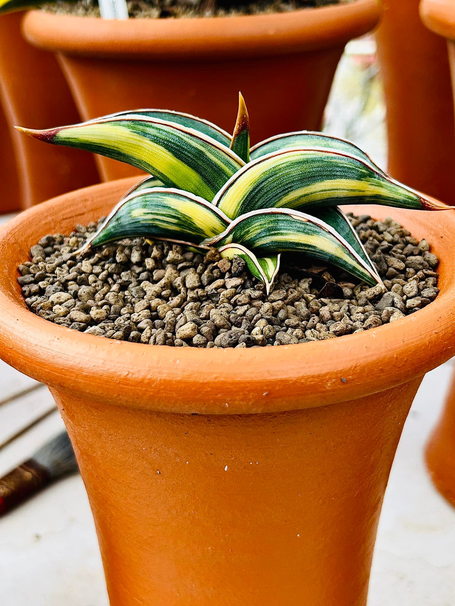 Sansevieria Himalayan,Pattaya,Buntheing,Asancaya and Rock man