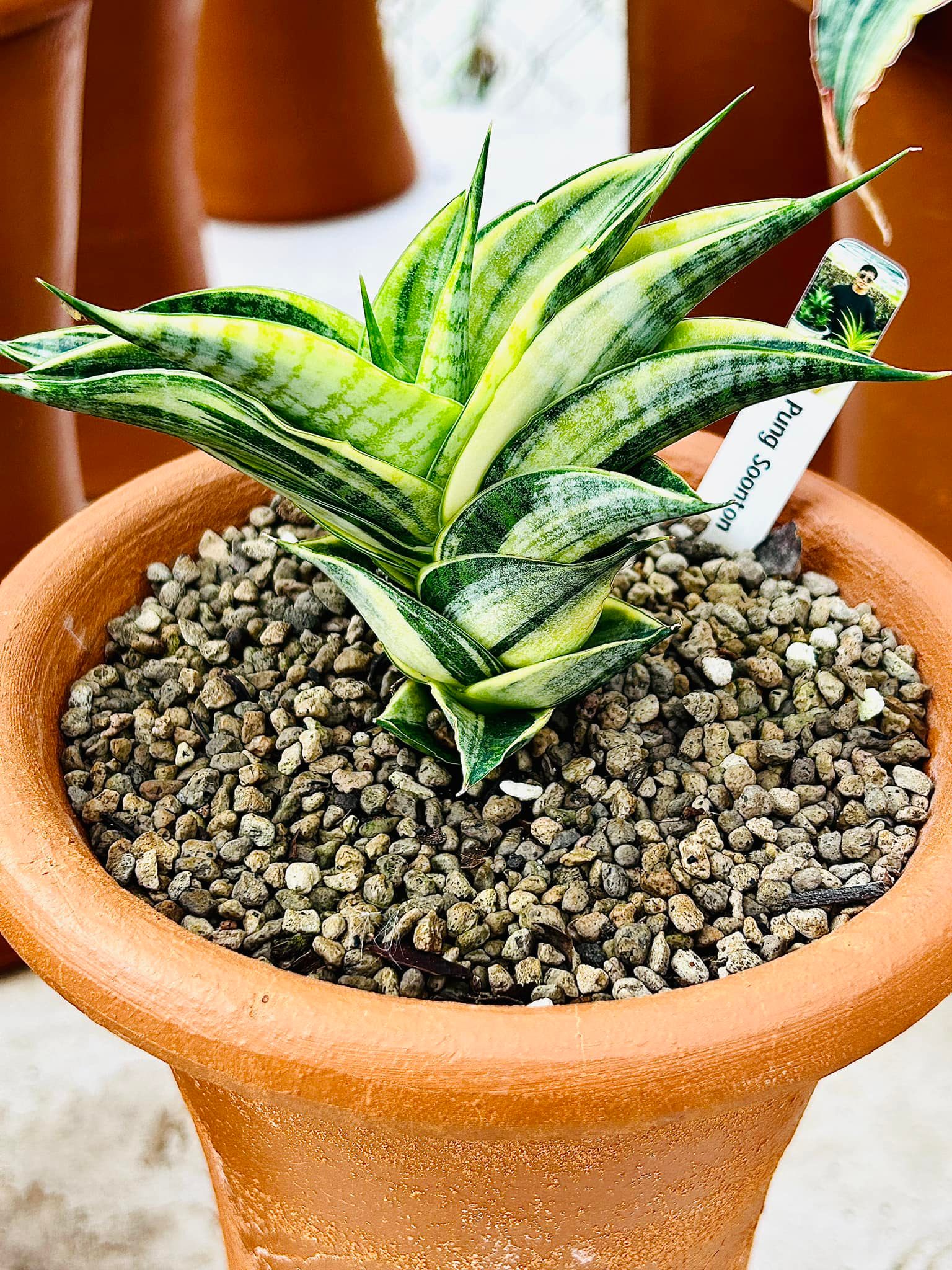 Sansevieria Himalayan,Pattaya,Buntheing,Asancaya and Rock man