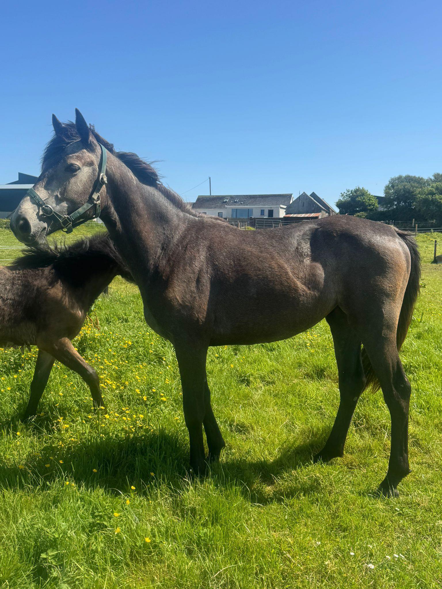 🐴🐴 HORSE ENTRY ⬇️⬇️ 🍾🍾 Killelton Champagne Girl
