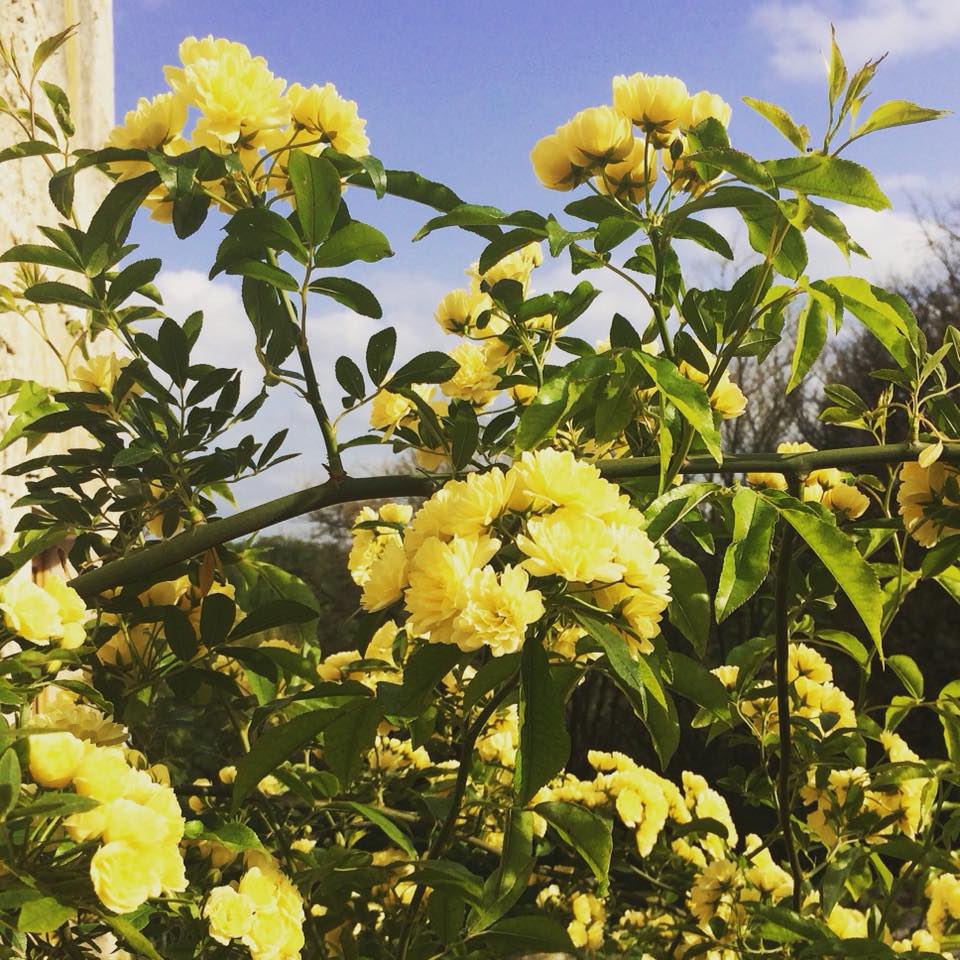 The modest looking ‘bush’ by the barn... - The Happy Hamlet