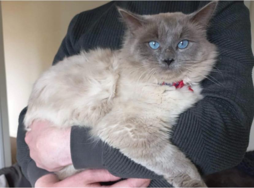 ♥️ Alfred is a lovely ragdoll... - House of Chances Rescue
