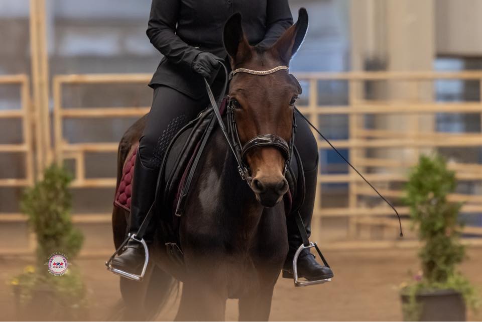 North Idaho Saddle Mule Club | Our own Lauryn Bowlin, longtime member ...