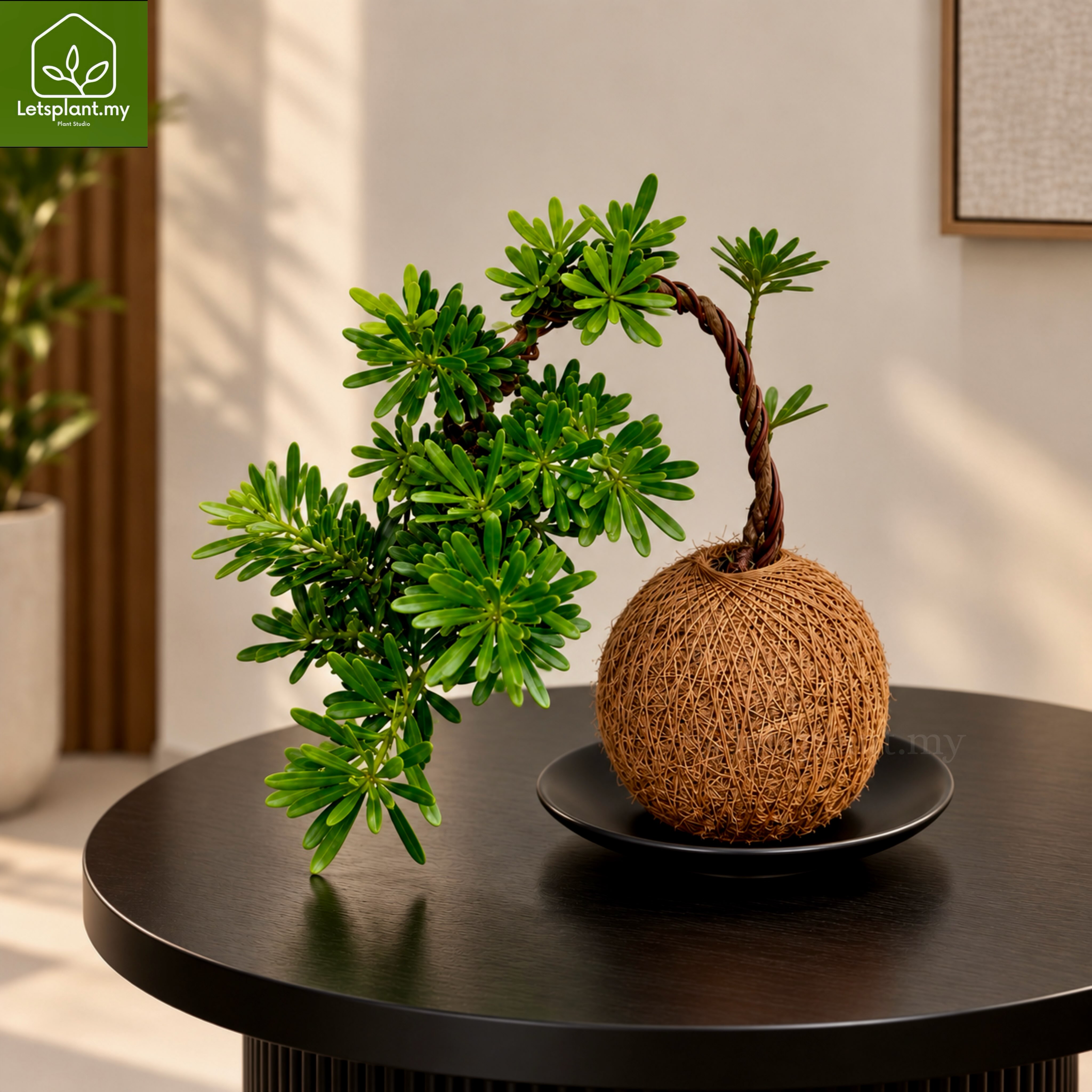 Letsplant.my - Black Pine 黑松盆栽Symbolizes strength, longevity