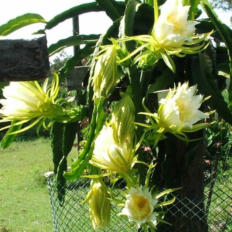 Springhaven Farm