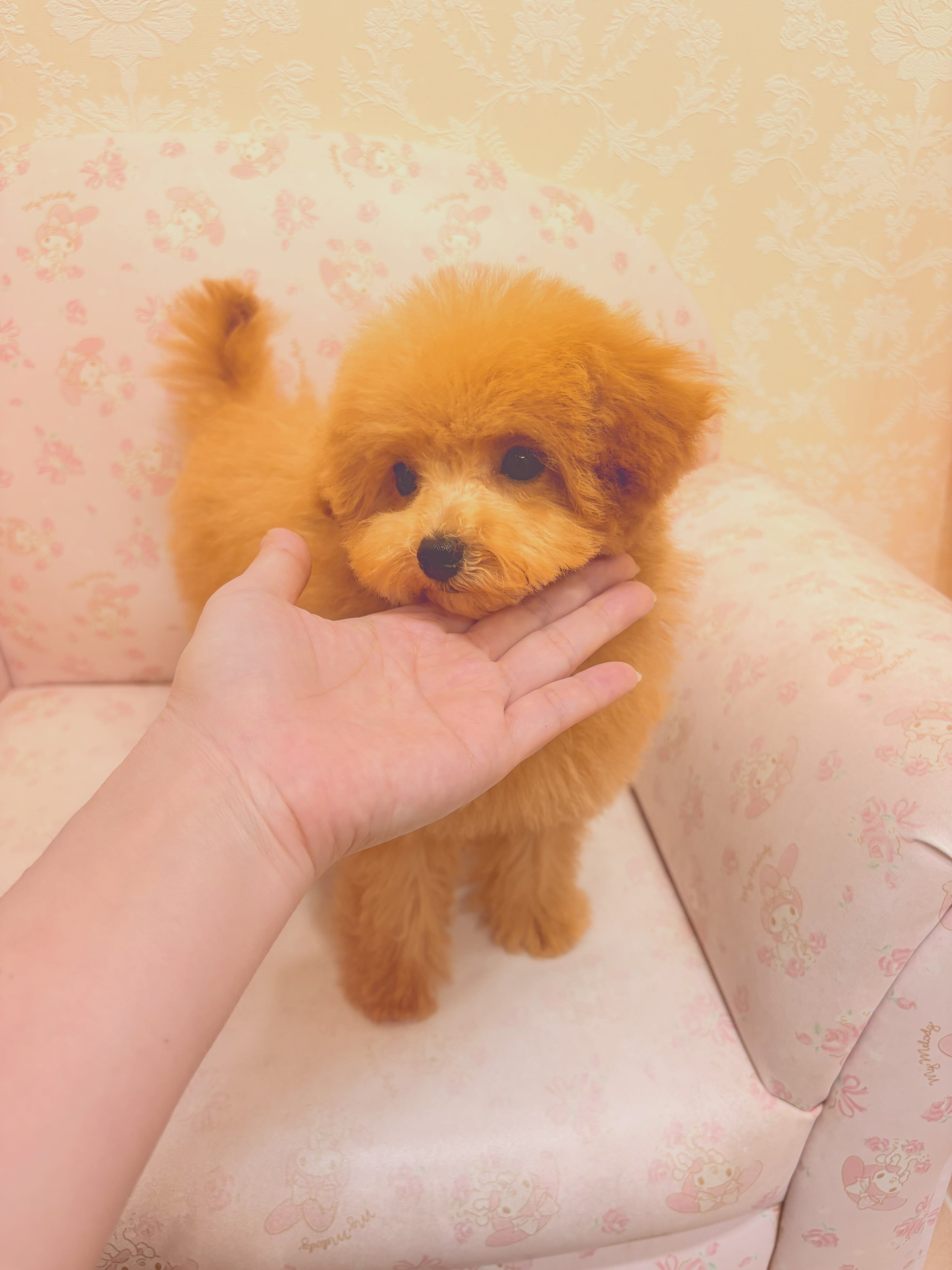 トイプードルはうす。もも (@toypoodlehouse.momo) • Facebook
