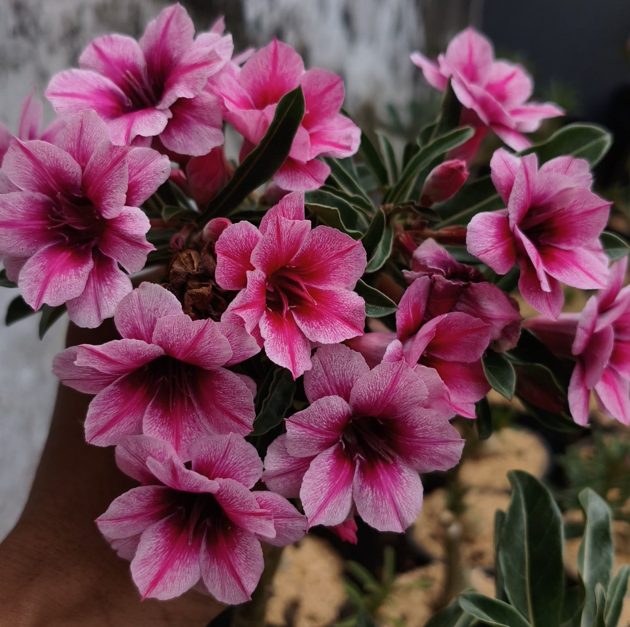 Grafting Adenium with Purple Flower Scion. Today, I am grafting an ...