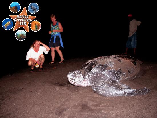 Dominica Sea Turtle Conservation Organization (DomSeTCO)
