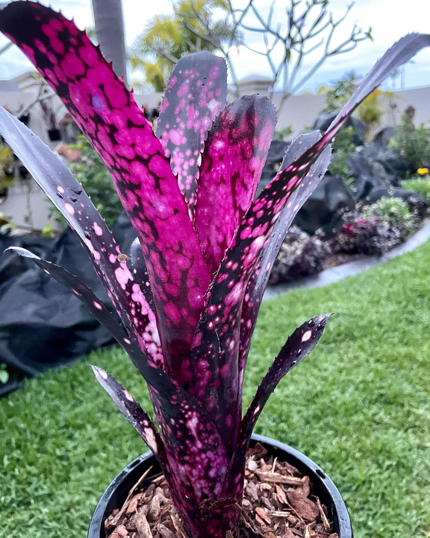 Billbergia Kawana Masquerade ブロメリア・エアープランツ Billbergia