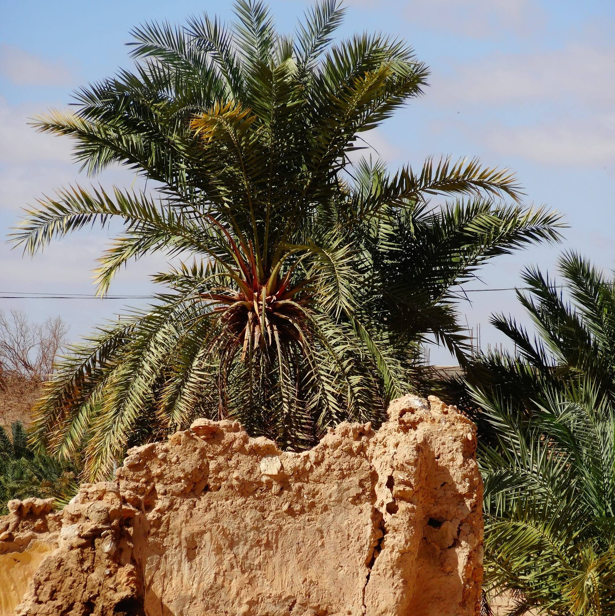 واحة النغم
