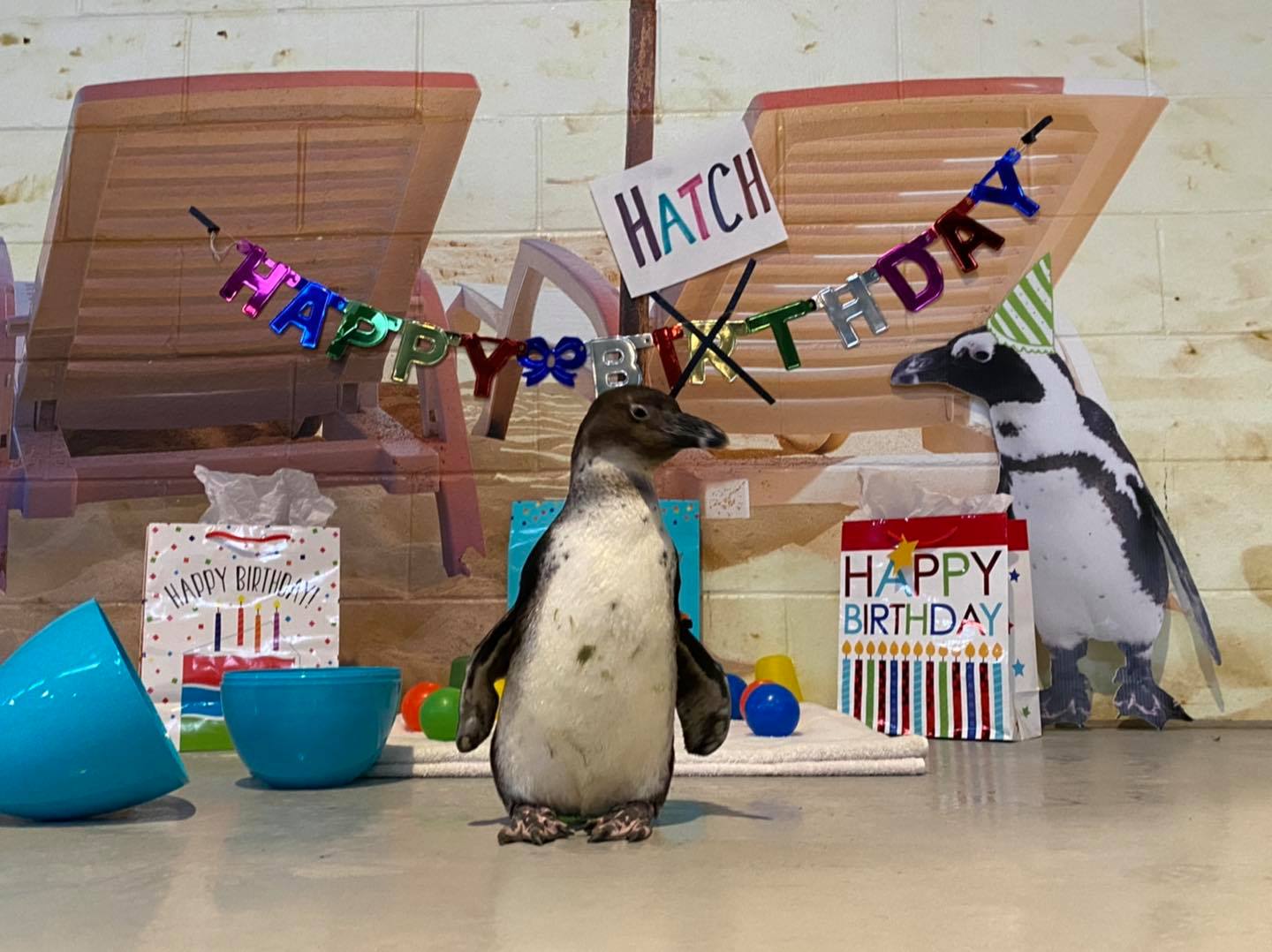 🎉🐧 Happy Birthday, Rosie! 🐧🎉 Our favorite African penguin