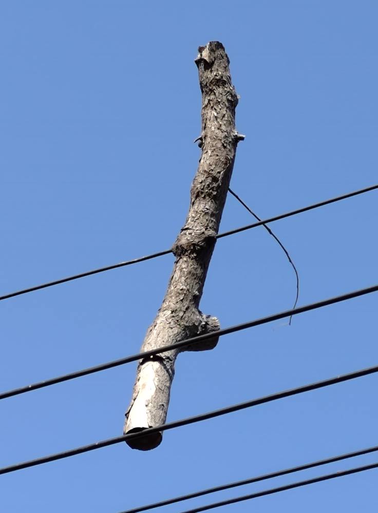 路上觀察學院 | 這是一根樟樹的樹枝，竟然是樹枝把電線包裹起來了，這個地方原本是一片樟樹園樹高約有四、五層樓高，去年下... | Facebook