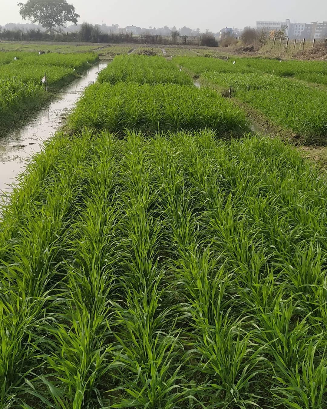 Line sowing of Wheat।। 25 days after... - Agro Science Blog