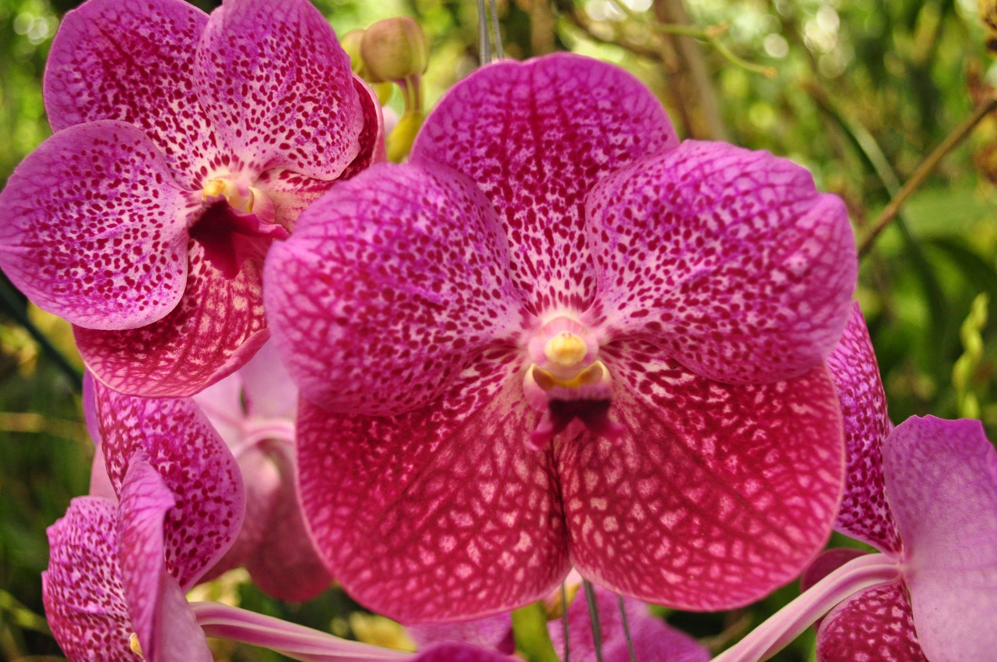 Vanda Rattana x V. coerulea x V. Bitz's Heartthrob Second blooms