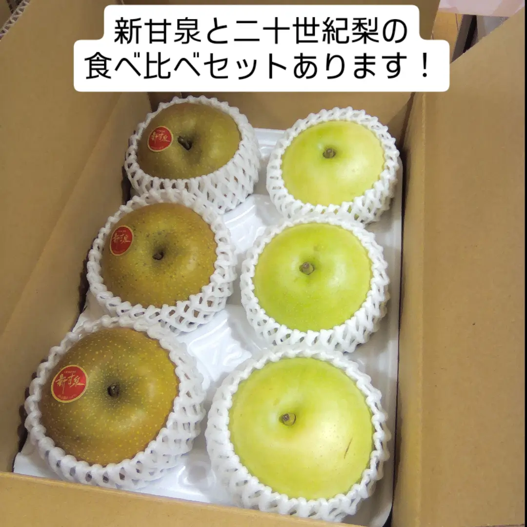 長〜いさやが特徴の三尺ささげ、登場しています🫛 見た目は長い