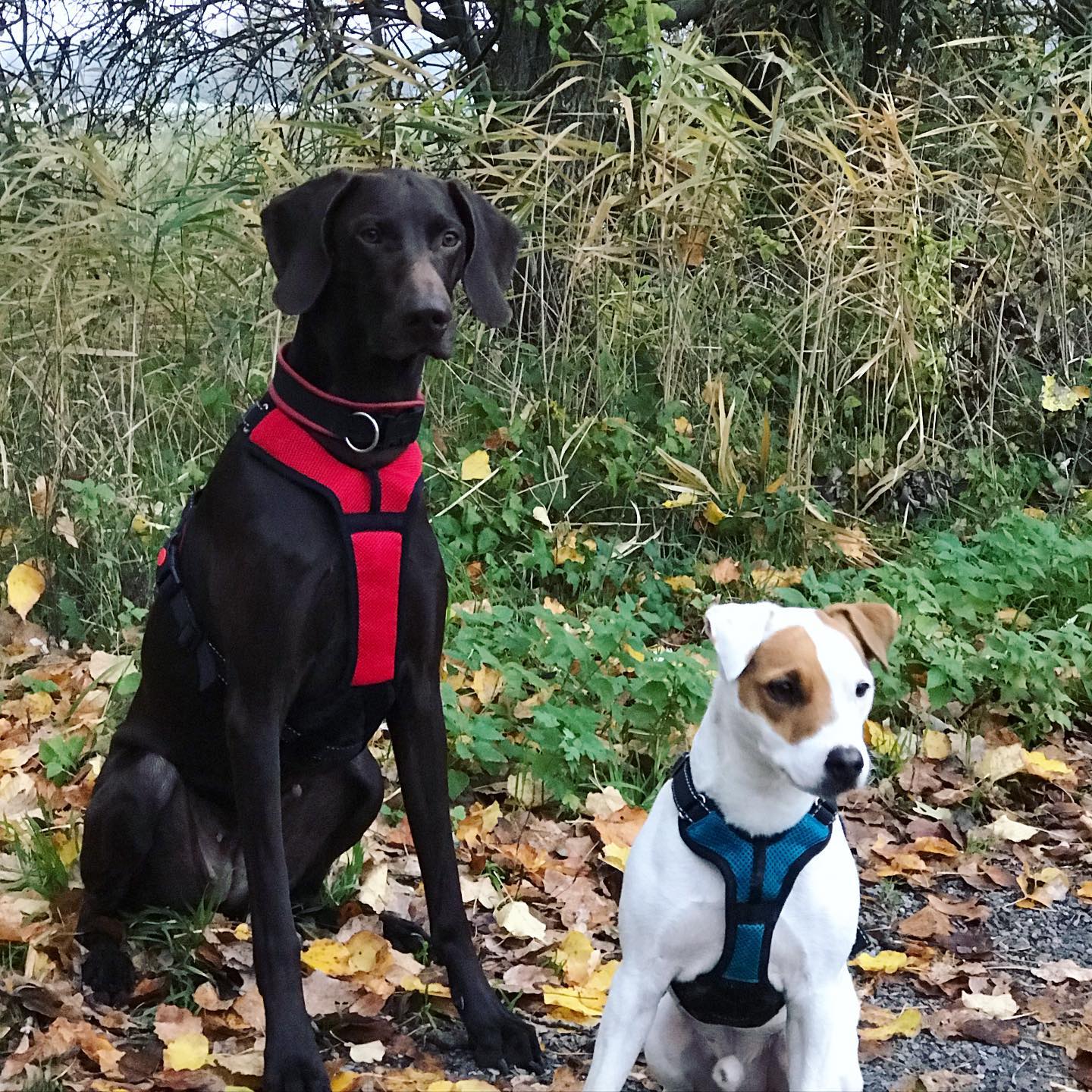 Red Dog Racing Team