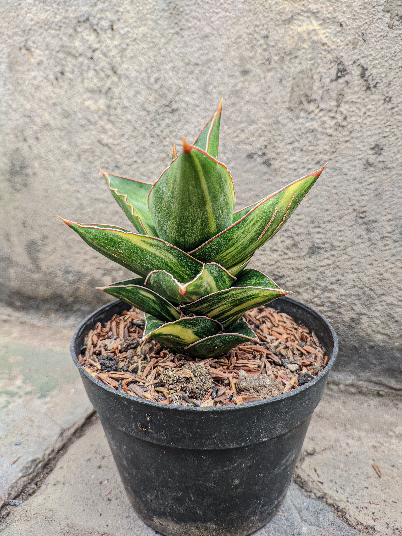 サンスベリア Variegated Pingren Sansevieria