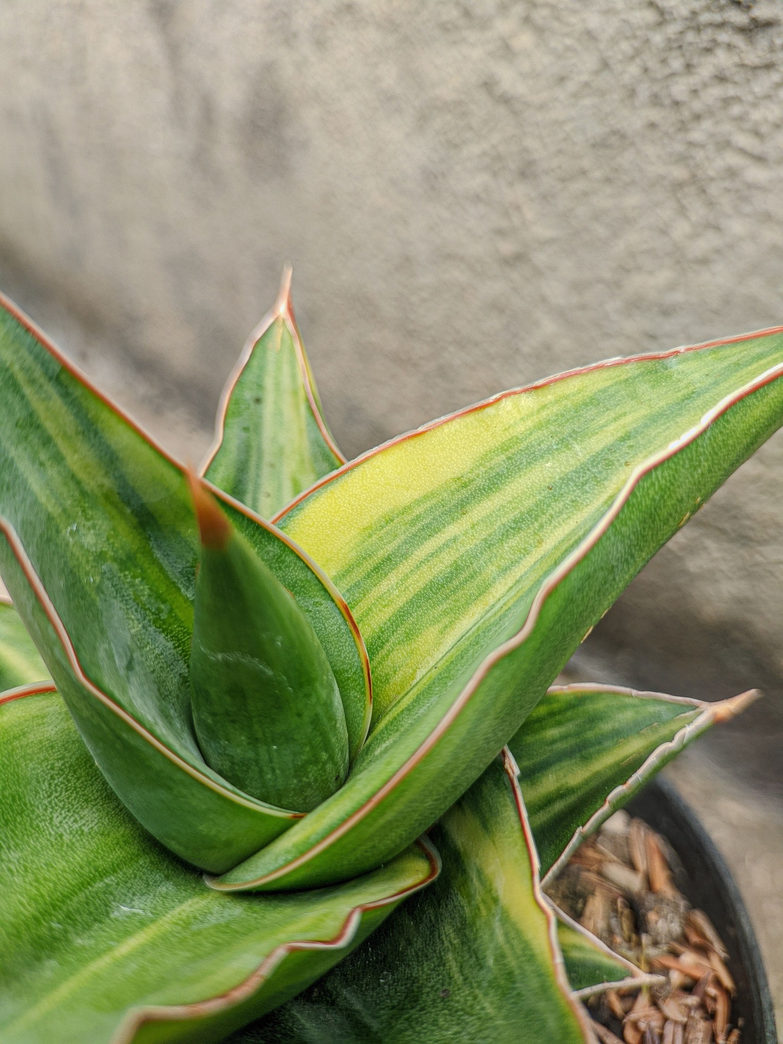 Pingren Sansevieria サンスベリア Variegated