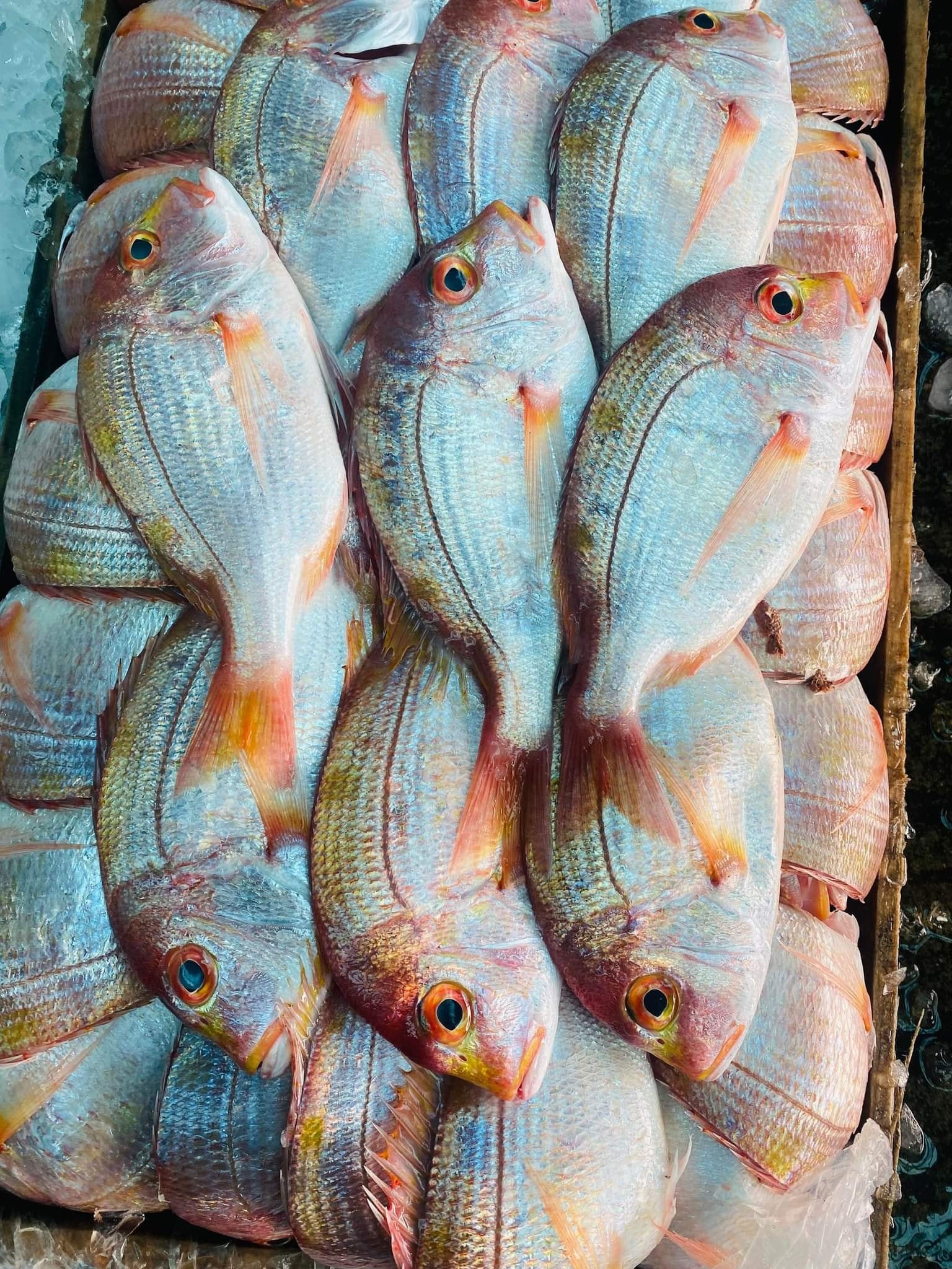 BD Fish Mart in Korea