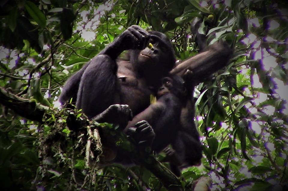 Happy Wednesday everyone!... - Bonobo Conservation Initiative | Facebook
