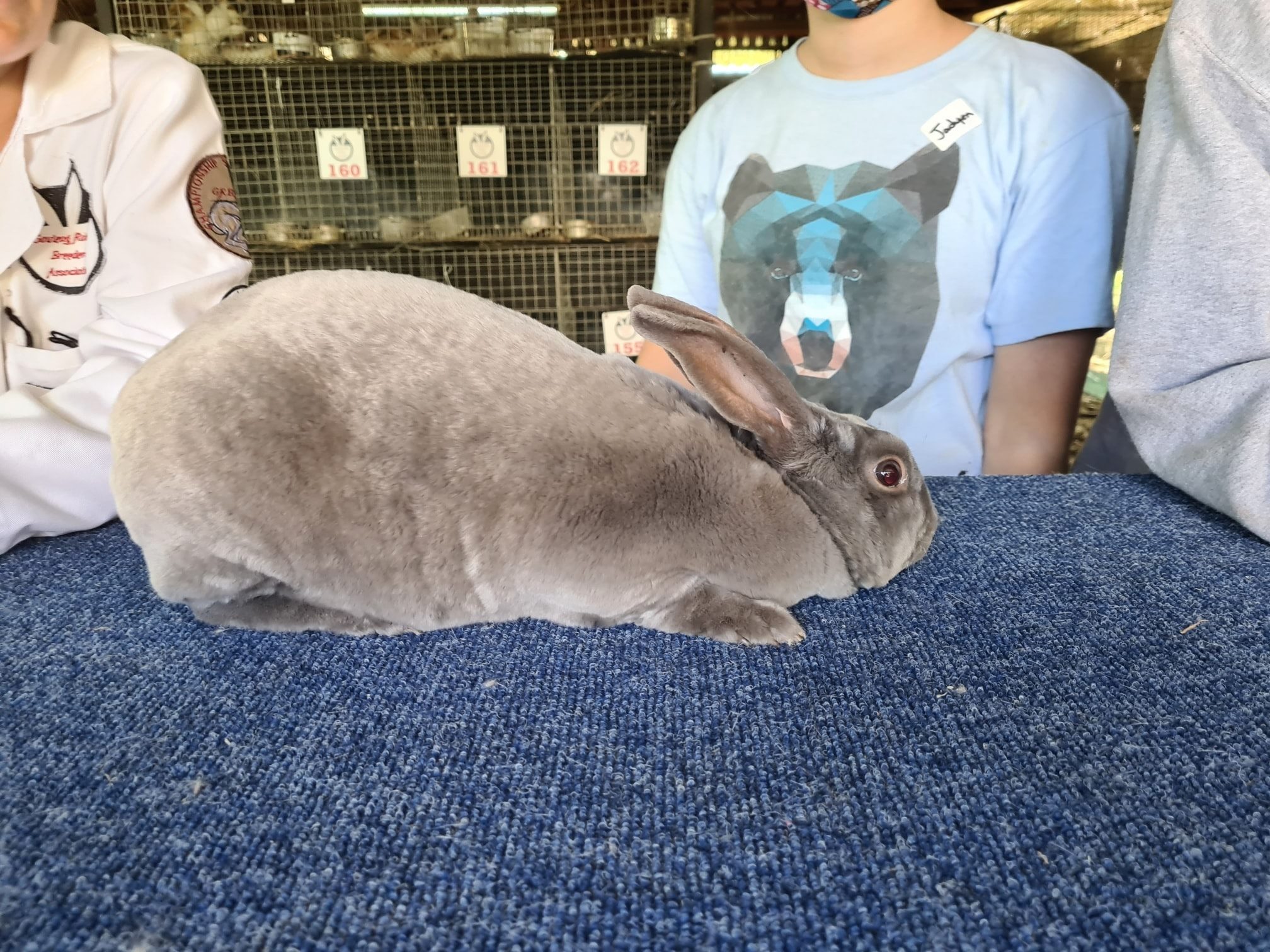 The Rabbit on the Moon | Benoni
