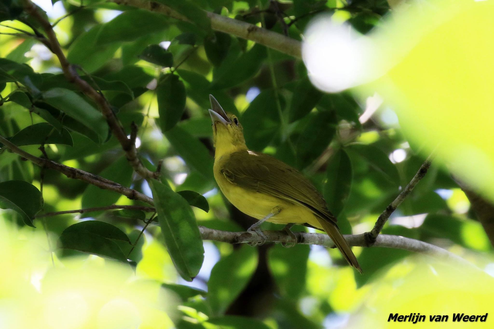 The critically endangered Isabela Oriole (Oriolus isabellae) is 