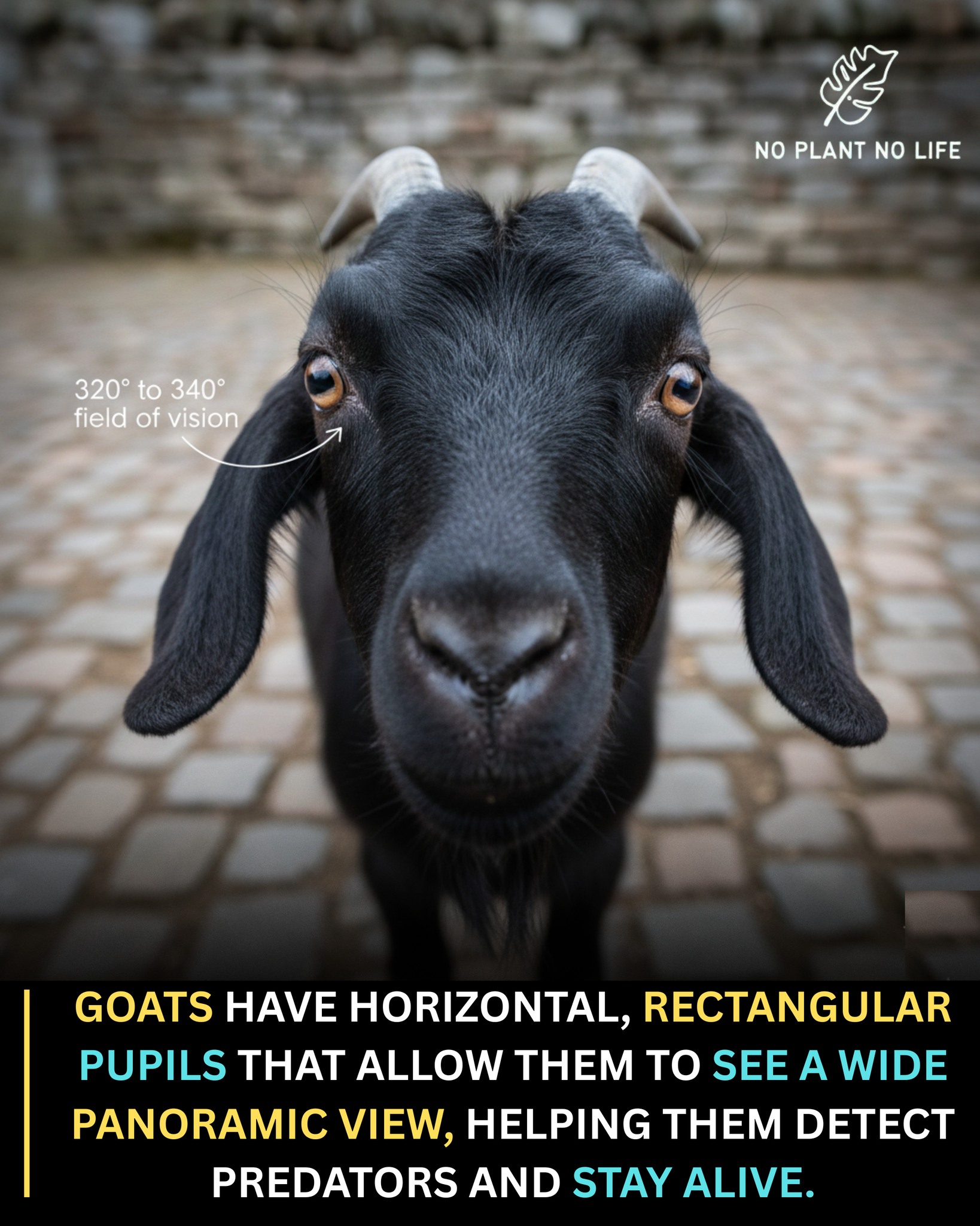 Rare History World | You may have noticed that goats have some of the ...