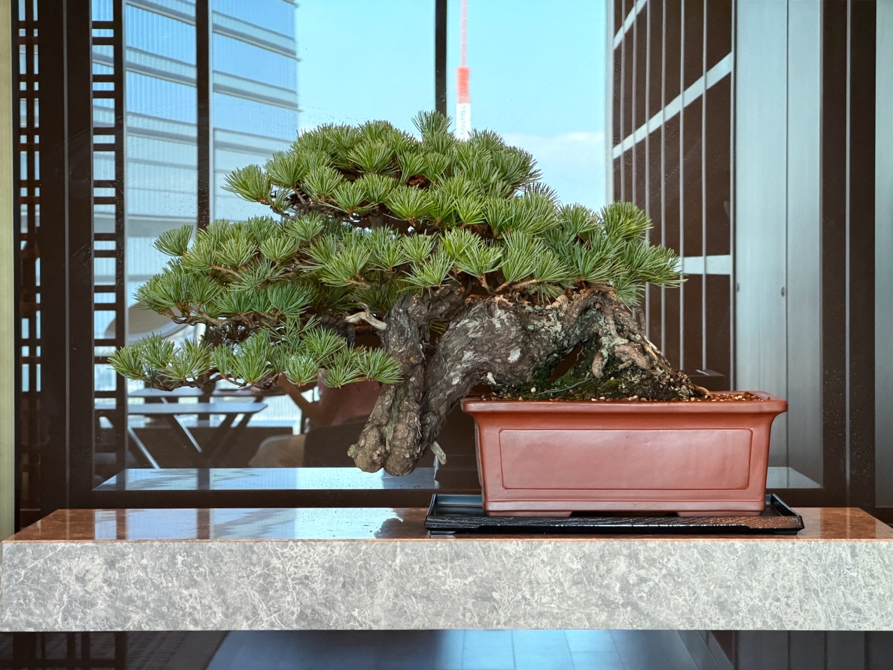 酒井盆栽株式会社 - ヤマコウバシ #盆栽 #bonsai #sakaibonsai #酒井