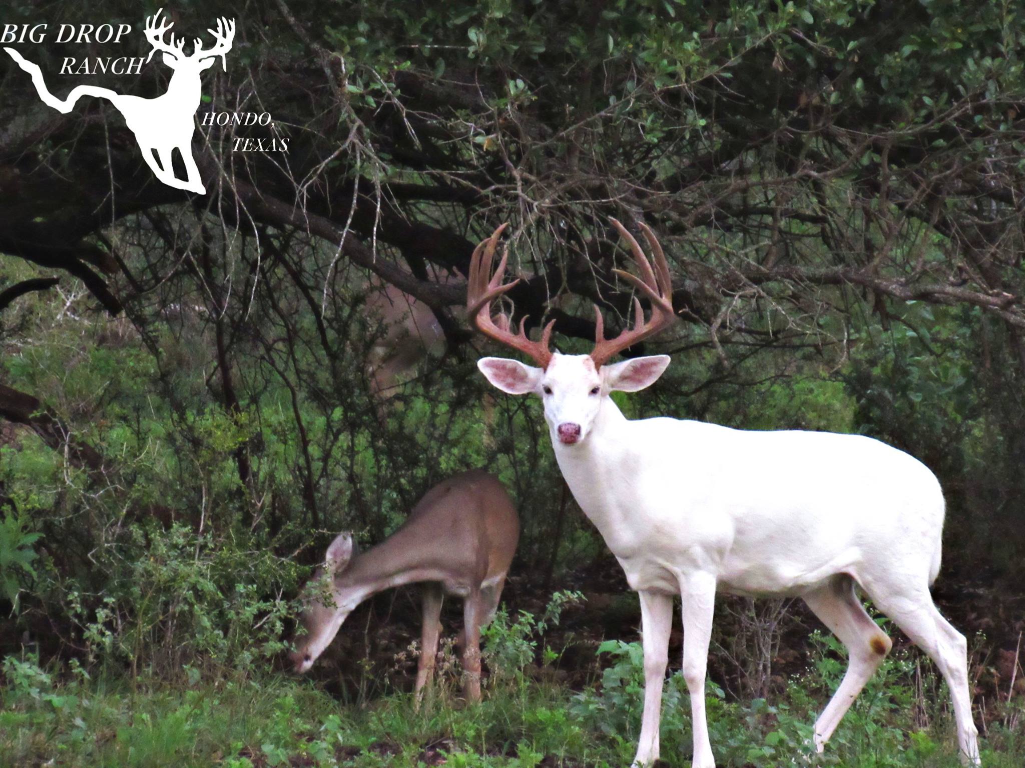 Big Drop Ranch - Here's some eye candy ! #BigDropRanch...