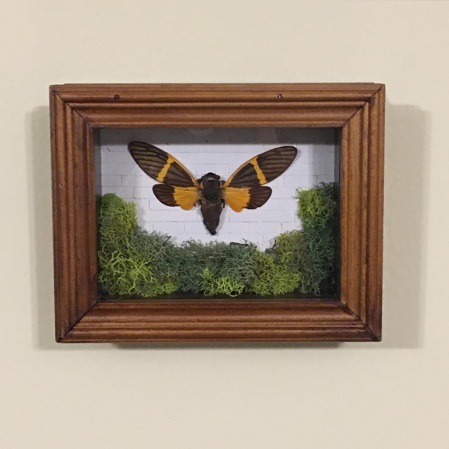 Insect Inside