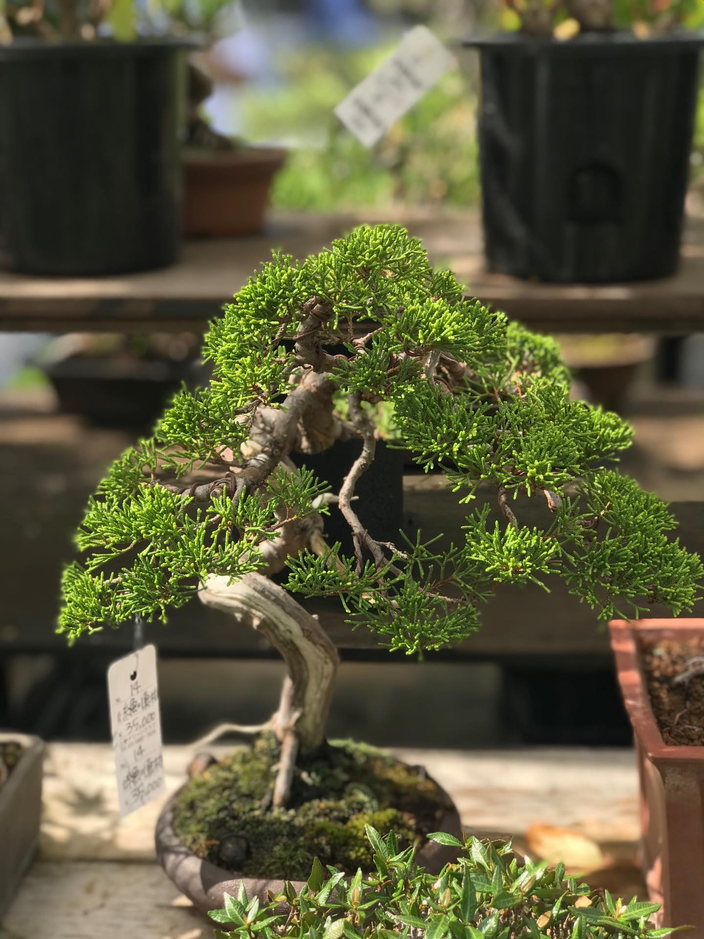 クチナシ八重咲き 6/11の常設売店より 2026年6月のイベントは以下の